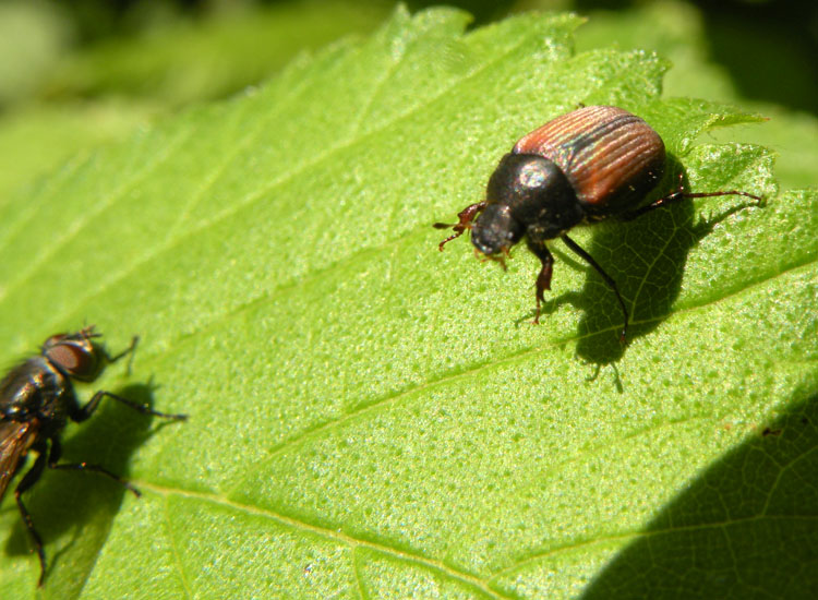 Phyllopertha horticola o Anthypna abdominalis?